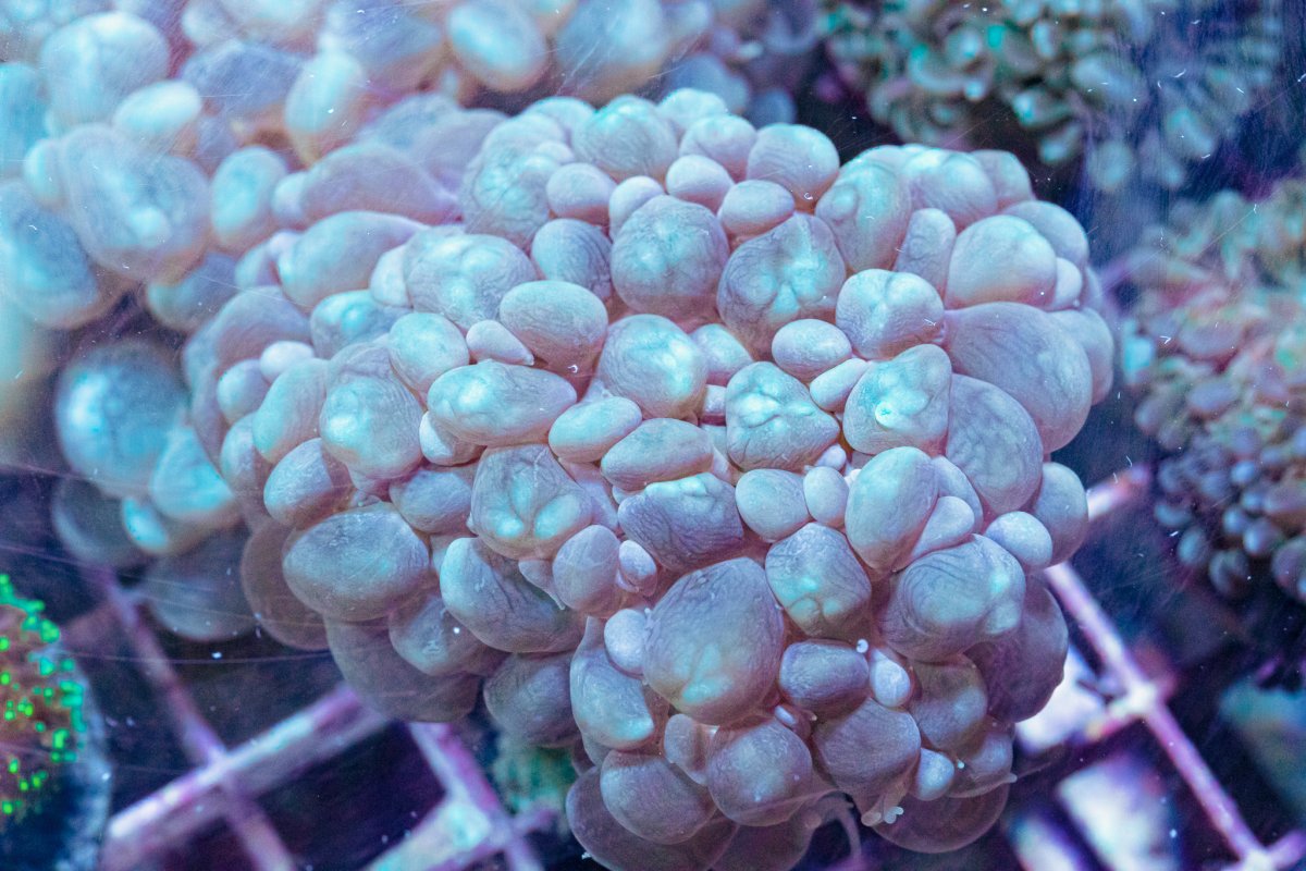 TheCoralFarm-MA-42.jpg