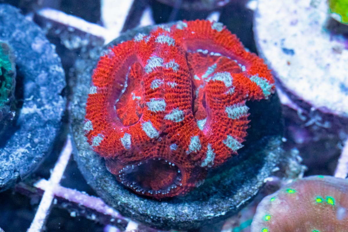 TheCoralFarm-MA-43.jpg