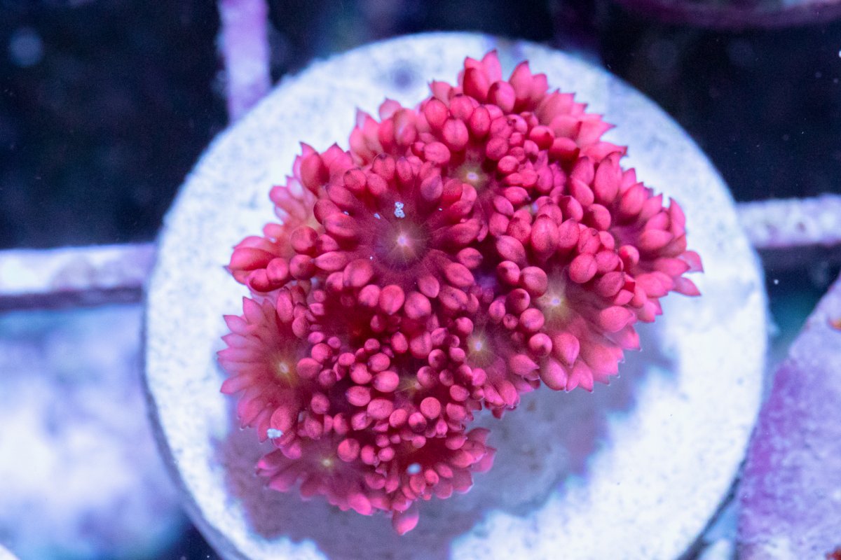 TheCoralFarm-MA-44.jpg