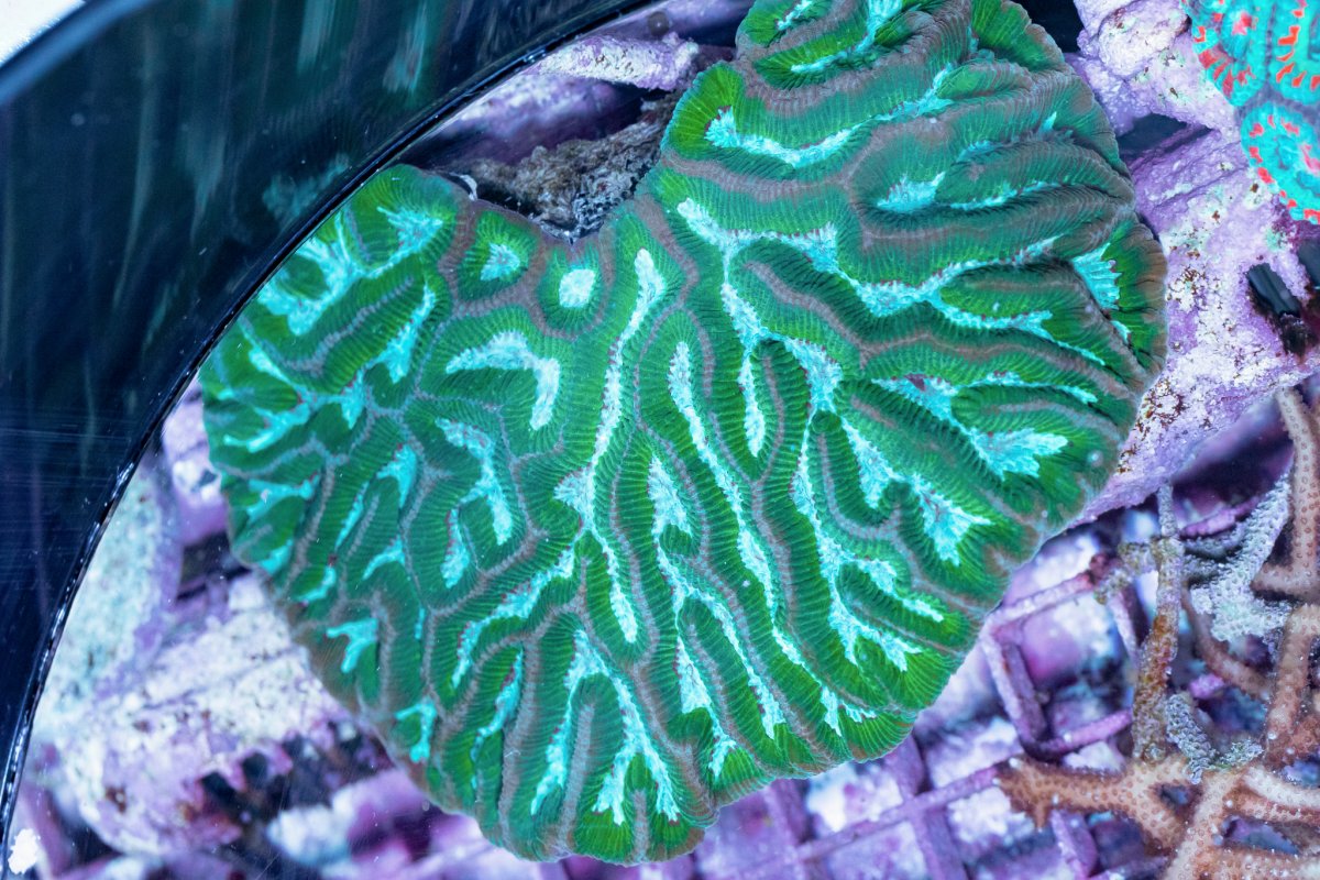 TheCoralFarm-MA-45.jpg