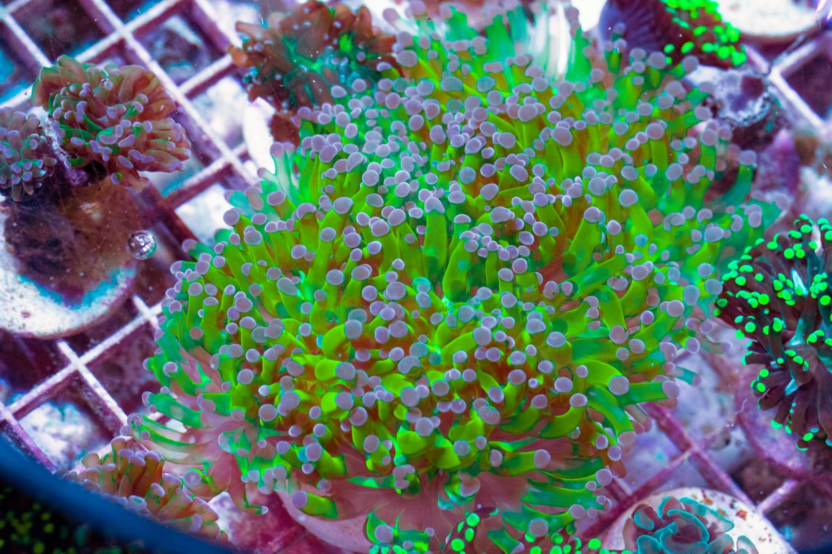 TheCoralFarm-MA-47a.jpg