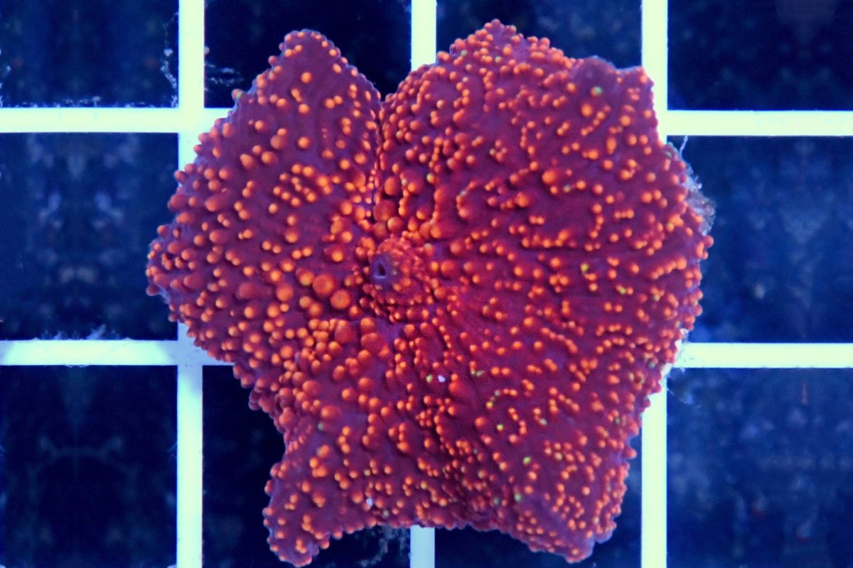 TheCoralFarm-MA-48.jpg