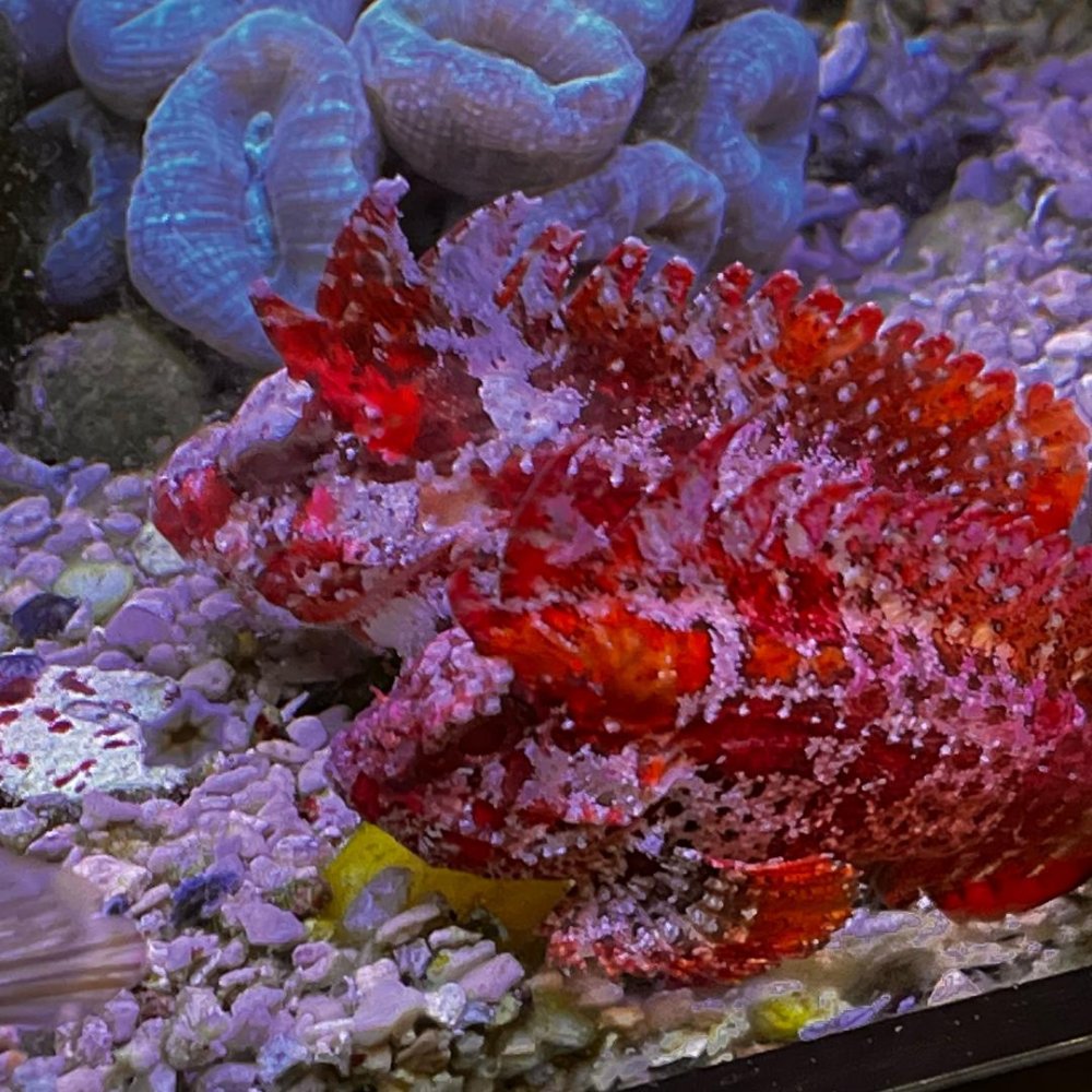 Waspfish.jpg