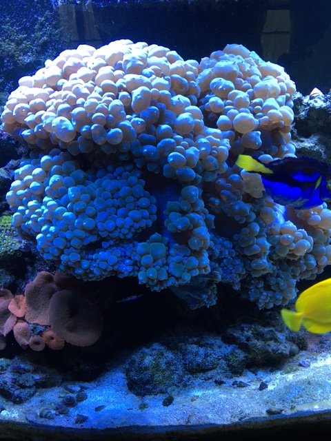 WBC0331.JPG