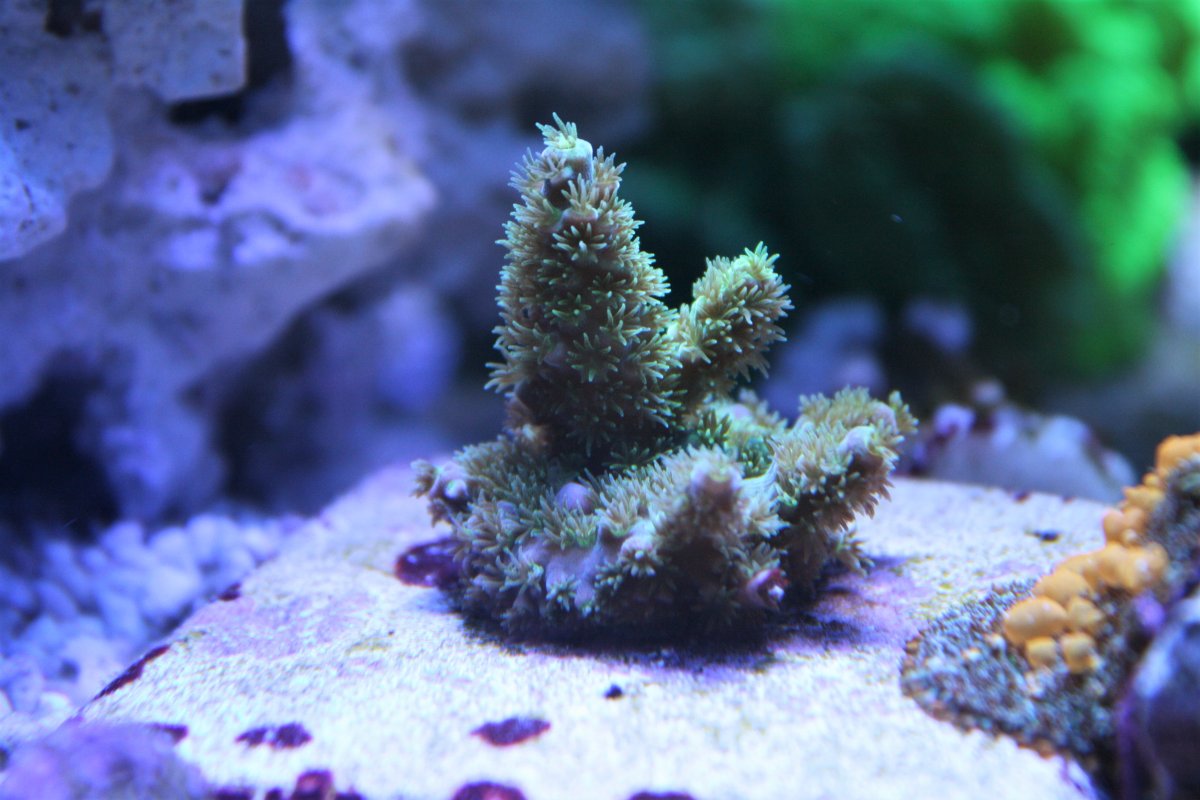 wdcolony2-2.JPG