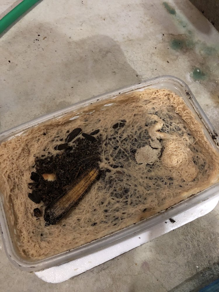 Whiteworms.jpg