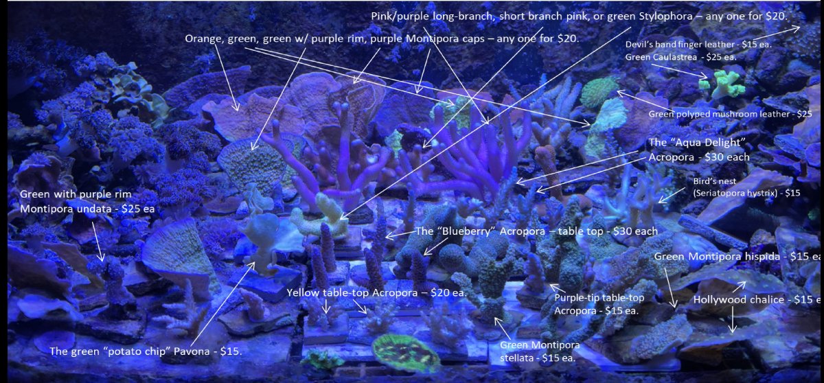 WYSIWYG corals FS March 2023.jpg