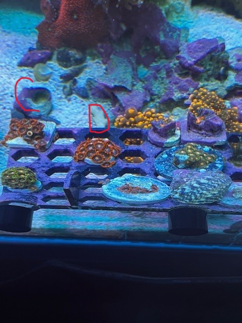 Zoas 1.jpg