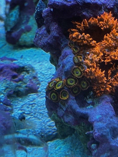 Zoas Mother Colony.jpg