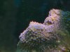2003_0828seahares0086 (Custom).JPG