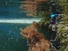 2003_0828seahares0162 (Custom).JPG