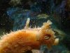 2003_0828seahares20007 (Custom).JPG