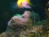 2003_0828macro0296 (Custom).JPG