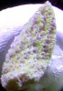 encrusting montipora.jpg