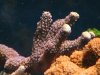 2003_0828macro0059 (Custom).JPG