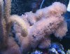 E.Gorgonian.jpg