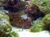Aquarium 02 Serpent Star Small Web view.jpg