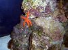 Aquarium 07 Red Star Small Web view.jpg