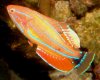 FlasherWrasse.jpg