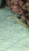 1FEB5E0F-AA82-4D58-8725-9B59D644E8AA.png