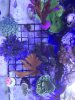 New additions to tank 071319.jpg