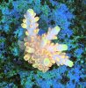 DF341C60-9C01-47AA-87B1-ABBC15BF4E27.jpeg