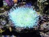 Sebe Anemone.JPG