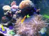 Seabae Anemone 1.JPG