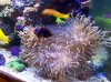 Seabae Anemone 2.JPG
