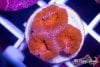 TCF-wysiwyg-corals-26-Web.jpg