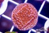 TCF-wysiwyg-corals-41-Web.jpg