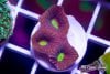 TCF-wysiwyg-corals-49-Web.jpg