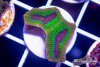 TCF-wysiwyg-corals-53-Web.jpg
