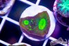 TCF-wysiwyg-corals-54-Web.jpg
