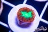 TCF-wysiwyg-corals-56-Web.jpg