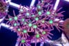TCF-wysiwyg-corals-66-Web.jpg