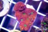 TCF-wysiwyg-corals-87-Web.jpg