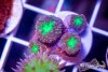 TCF-wysiwyg-corals-89-Web.jpg