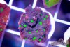 TCF-wysiwyg-corals-93-Web.jpg