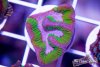 TCF-wysiwyg-corals-94-Web.jpg