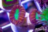 TCF-wysiwyg-corals-100-Web.jpg