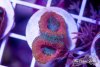 TCF-wysiwyg-corals-106-Web.jpg