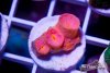 TCF-wysiwyg-corals-109-Web.jpg