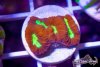 TCF-wysiwyg-corals-117-Web.jpg