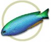 pw_70288neon_damsel.jpg