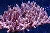 acro-millepora-pink-sm.jpg acro-millepora-pink-sm.jpg