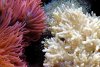 anemone-leather-sm.jpg