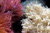 anemone-leather-sm.jpg anemone-leather-sm.jpg