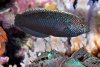 black-leopard-wrasse-2-sm.jpg black-leopard-wrasse-2-sm.jpg