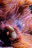 clown-under-anemone-sm.jpg clown-under-anemone-sm.jpg